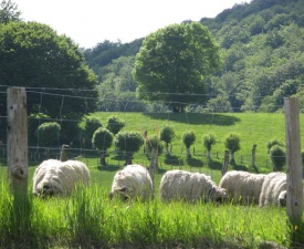 Sheep at Roncesvalles Photo - Fitzgerald